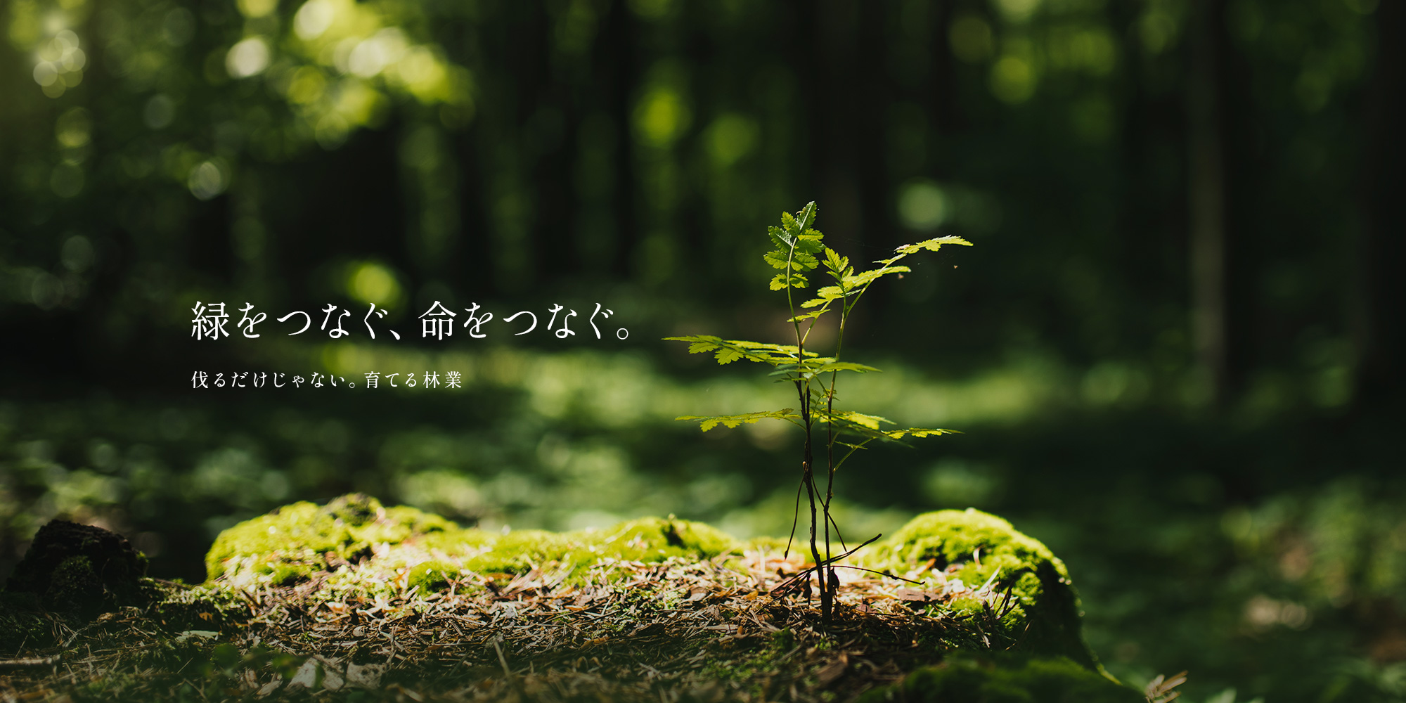 伐るだけじゃない。育てる林業。 緑をつなぐ、命をつなぐ。